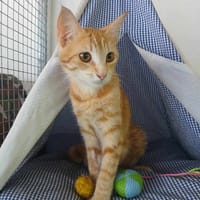 Lili, la jolie rousse, chatte à adopter