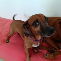 La belle NANY, chienne à adopter