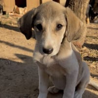 Phia, chienne à adopter