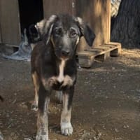 Millie, chienne à adopter