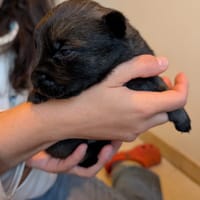 Julio, chien à adopter