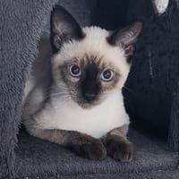 JUMPY, chat à adopter