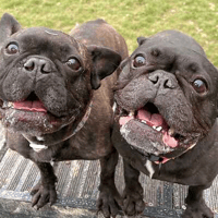 Pinky & Perky, female dog to adopt