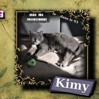 Kimy, chatte à adopter