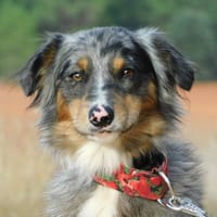 SAPIC, chien à adopter