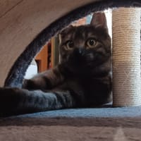 Pixie, chat à adopter