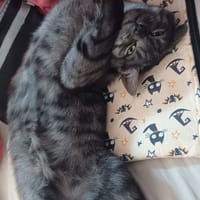 Pixie, chat à adopter