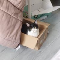 Miwo, chat à adopter