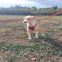 UTAH, chien à adopter