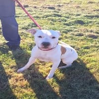 PACO, chien à adopter