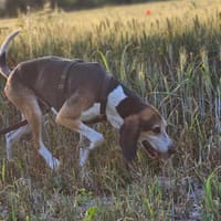 BANE, chien à adopter