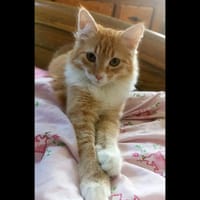 PHOEBIOS, chatte à adopter