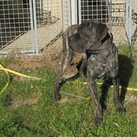 SHERKAN, chien à adopter