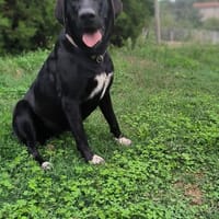 OLLIE, chienne à adopter