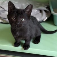 ALIZE, chatte à adopter