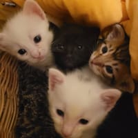 ABYSSE, chatte à adopter