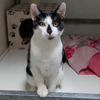 ASTRO, chat à adopter