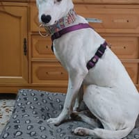 Juan, chien à adopter