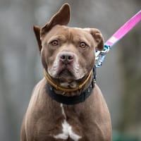 Edek, pies do adopcji