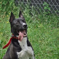 Monte, pies do adopcji