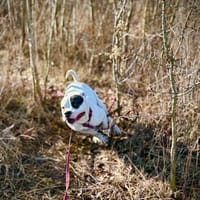 Kifer, pies do adopcji