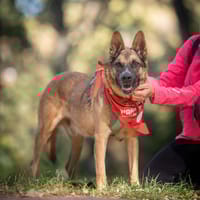 Oscar, pies do adopcji