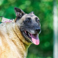 Ozzy, pies do adopcji