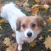 Cookie, suczka do adopcji
