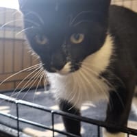 Inko, kot do adopcji