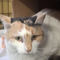 Saffi, kotka do adopcji