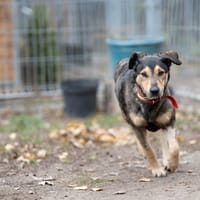 Saskia, suczka do adopcji