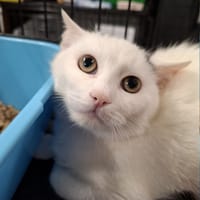 Piotr, kot do adopcji