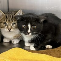 Kiwi, kot do adopcji