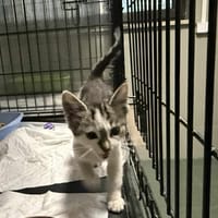 Boguś, kot do adopcji