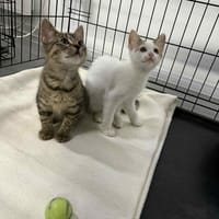 Bójka, kotka do adopcji