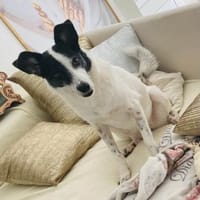 Clampy 9 Jahre 50 cm, Hündin zur Adoption