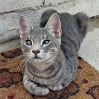 Kike - verspielt, lebhaft, gut gelaunt, Kater zur Adoption