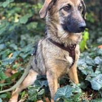 Zaubermaus Caya sucht ihre Menschen, Hündin zur Adoption