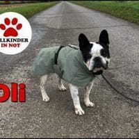 kleiner OLI sucht ein Zuhause, Hund zur Adoption