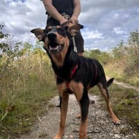 Kimi ❤ Schutzgebühr 500 Euro, Hündin zur Adoption