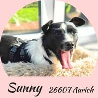 Kleine fröhliche Junghündin Sunny, Hündin zur Adoption