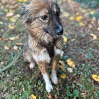 Nia sucht ihr Königreich, Hündin zur Adoption