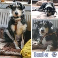 SANDLER -verträglich & gemütlich-, Hund zur Adoption
