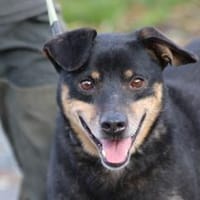 Tim - zutraulicher, kleiner Rüde, Hund zur Adoption