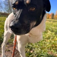 Sanfte pflegeleichte Molly sucht dich!, Hündin zur Adoption