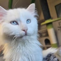 AZZURO - Traumkater sucht seine Familie!, Kater zur Adoption