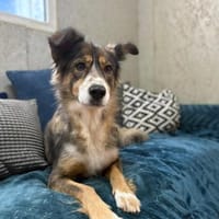 Herzenshündin Amber wartet auf Dich, Hündin zur Adoption