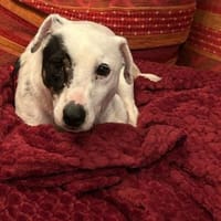 Zuckersüßer Henry sucht sein Glück, Hund zur Adoption