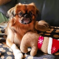 ❤Rocky...kleiner Prinz mit großem Herz, Hund zur Adoption