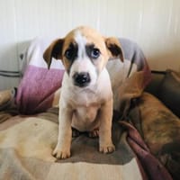 Lolly sucht ein Zuhause, Hündin zur Adoption